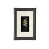 Dendrobium Li Min Eng Orchid Frame